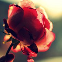 花头像唯美 愿花开如常