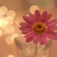 花头像唯美 愿花开如常