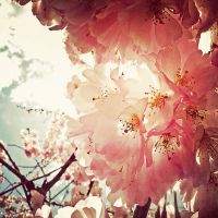 花头像唯美 愿花开如常