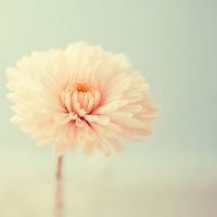 花头像唯美 愿花开如常