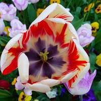 花儿头像 让我们一起怒放像花儿一样