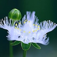 花儿头像 让我们一起怒放像花儿一样