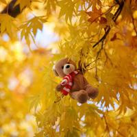 风景静物头像_生活中那些美好的风景静物