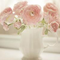 风景静物头像_生活中那些美好的风景静物