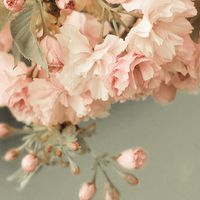 花头像唯美 愿花开如常