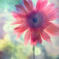 花头像唯美 愿花开如常