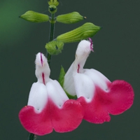 花儿头像 让我们一起怒放像花儿一样