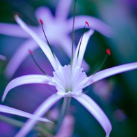 花儿头像 让我们一起怒放像花儿一样