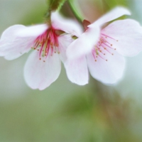 花儿微信头像 一朵朵小清新的花儿