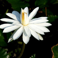 粉红色睡莲头像图片 好看的头像图片睡莲