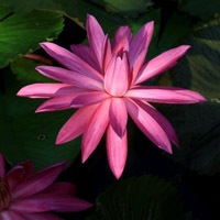 粉红色睡莲头像图片 好看的头像图片睡莲