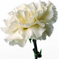 康乃馨微信头像 一支康乃馨花头像