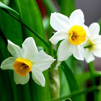 水仙花头像图片大全 中国水仙花的图片头像