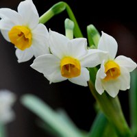 水仙花头像图片大全 中国水仙花的图片头像