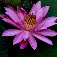 粉红色睡莲头像图片 好看的头像图片睡莲