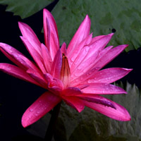 粉红色睡莲头像图片 好看的头像图片睡莲