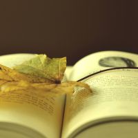 个性静物意境头像 个性有意境的美图