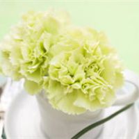 康乃馨微信头像 一支康乃馨花头像