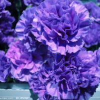 康乃馨微信头像 一支康乃馨花头像