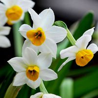 水仙花头像图片大全 中国水仙花的图片头像