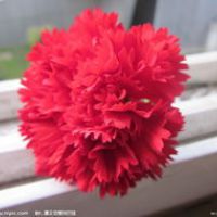 康乃馨微信头像 一支康乃馨花头像