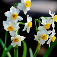 水仙花头像图片大全 中国水仙花的图片头像