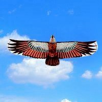 微信鹰飞翔的头像_雄鹰飞翔在空中