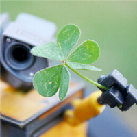 四叶草清新的微信头像_属于四叶草的陪伴