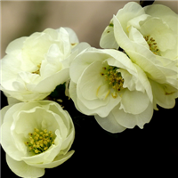 微信头像海棠花 海棠花姿潇洒花开似锦