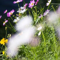 格桑花图片头像