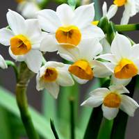 水仙花头像图片大全 中国水仙花的图片头像