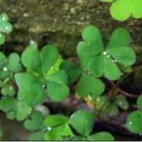 四叶草清新的微信头像_属于四叶草的陪伴