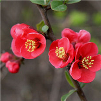 微信头像海棠花 海棠花姿潇洒花开似锦