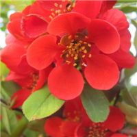 微信头像海棠花 海棠花姿潇洒花开似锦