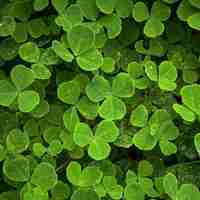 四叶草清新的微信头像_属于四叶草的陪伴