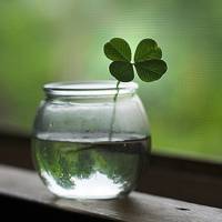 四叶草清新的微信头像_属于四叶草的陪伴