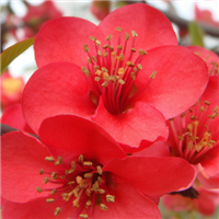 微信头像海棠花 海棠花姿潇洒花开似锦