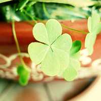 四叶草清新的微信头像_属于四叶草的陪伴