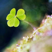 四叶草清新的微信头像_属于四叶草的陪伴