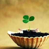 四叶草清新的微信头像_属于四叶草的陪伴