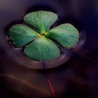 四叶草清新的微信头像_属于四叶草的陪伴