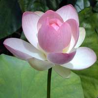 微信荷花头像图片 好看的微信头像荷花图片