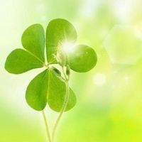 四叶草清新的微信头像_属于四叶草的陪伴