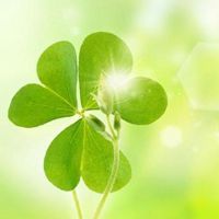 四叶草清新的微信头像_属于四叶草的陪伴