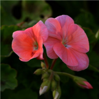 微信头像海棠花 海棠花姿潇洒花开似锦