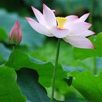 微信荷花头像图片 好看的微信头像荷花图片