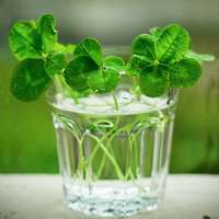 四叶草清新的微信头像_属于四叶草的陪伴