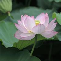 微信荷花头像图片 好看的微信头像荷花图片