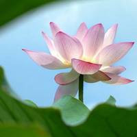 微信荷花头像图片 好看的微信头像荷花图片