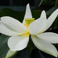 微信荷花头像图片 好看的微信头像荷花图片